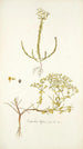 Euphorbia diffusa - Nikolaus Joseph Freiherr von Jacquin — visning af kunstværket