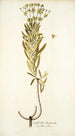 Euphorbia divaricata - Nikolaus Joseph Freiherr von Jacquin — visning af kunstværket
