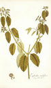 Euphorbia nudiflora - Nikolaus Joseph Freiherr von Jacquin — visning af kunstværket