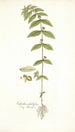 Euphorbia pilulifera - Nikolaus Joseph Freiherr von Jacquin — visning af kunstværket