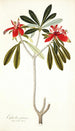 Euphorbia punicea - Nikolaus Joseph Freiherr von Jacquin — visning af kunstværket