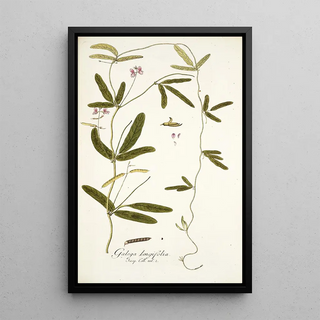 Nikolaus Joseph Freiherr von Jacquin - Galega longifolia.webp