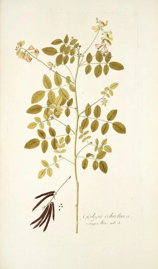 Nikolaus Joseph Freiherr von Jacquin - Galega ochroleuca.webp