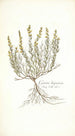 Genista hispanica - Nikolaus Joseph Freiherr von Jacquin — visning af kunstværket