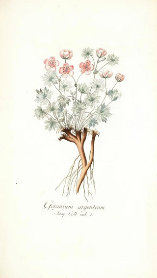 Nikolaus Joseph Freiherr von Jacquin - Geranium argenteum.webp