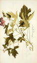 Geranium glutinosum - Nikolaus Joseph Freiherr von Jacquin — visning af kunstværket