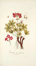 Geranium macrorrhizum - Nikolaus Joseph Freiherr von Jacquin — visning af kunstværket