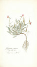 Geranium ovatum - Nikolaus Joseph Freiherr von Jacquin — visning af kunstværket