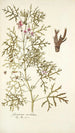 Geranium revolutum - Nikolaus Joseph Freiherr von Jacquin — visning af kunstværket