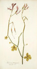 Geranium tetragonum - Nikolaus Joseph Freiherr von Jacquin — visning af kunstværket