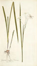 Gladioli longiflori varietas - Nikolaus Joseph Freiherr von Jacquin — visning af kunstværket