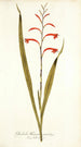Gladioli meriani varietas - Nikolaus Joseph Freiherr von Jacquin — visning af kunstværket