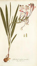 Gladioli tubati varietas - Nikolaus Joseph Freiherr von Jacquin — visning af kunstværket