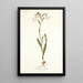 Gladiolus albidus - Nikolaus Joseph Freiherr von Jacquin — indrammet kunstværk på væggen