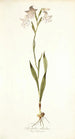 Gladiolus albidus - Nikolaus Joseph Freiherr von Jacquin — visning af kunstværket