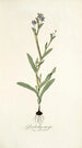 Gladiolus anceps - Nikolaus Joseph Freiherr von Jacquin — visning af kunstværket