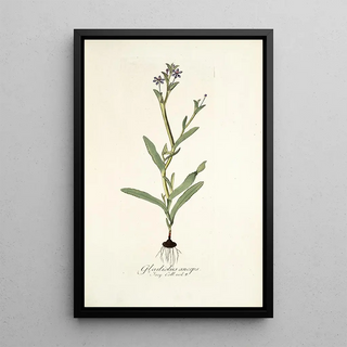 Nikolaus Joseph Freiherr von Jacquin - Gladiolus anceps.webp