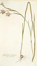 Gladiolus angustus - Nikolaus Joseph Freiherr von Jacquin — visning af kunstværket