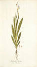 Gladiolus bicolor - Nikolaus Joseph Freiherr von Jacquin — visning af kunstværket