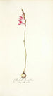Gladiolus brevifolius - Nikolaus Joseph Freiherr von Jacquin — visning af kunstværket