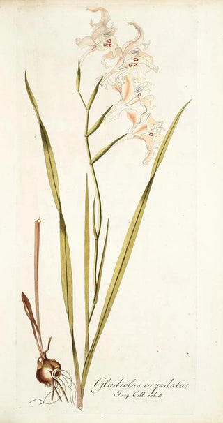 Nikolaus Joseph Freiherr von Jacquin - Gladiolus cuspidatus.webp