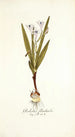Gladiolus floribundus - Nikolaus Joseph Freiherr von Jacquin — visning af kunstværket