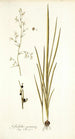 Gladiolus gramineus - Nikolaus Joseph Freiherr von Jacquin — visning af kunstværket