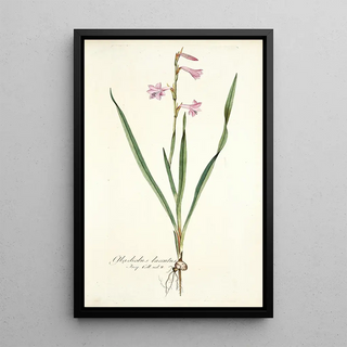 Nikolaus Joseph Freiherr von Jacquin - Gladiolus laccatus.webp