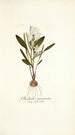 Gladiolus mucronatus - Nikolaus Joseph Freiherr von Jacquin — visning af kunstværket