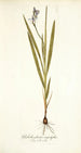 Gladiolus plicatus angustifolius - Nikolaus Joseph Freiherr von Jacquin — visning af kunstværket