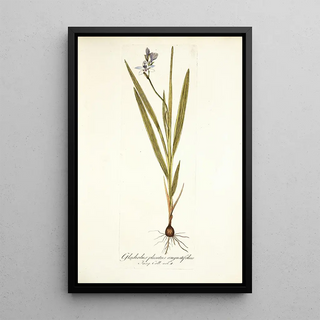 Nikolaus Joseph Freiherr von Jacquin - Gladiolus plicatus angustifolius.webp