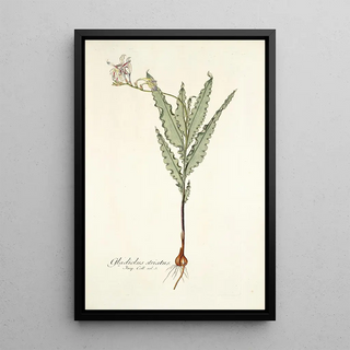 Nikolaus Joseph Freiherr von Jacquin - Gladiolus striatus.webp