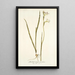 Gladiolus tristis varietas - Nikolaus Joseph Freiherr von Jacquin — indrammet kunstværk på væggen