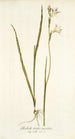 Gladiolus tristis varietas - Nikolaus Joseph Freiherr von Jacquin — visning af kunstværket