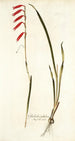 Gladiolus tubulosus - Nikolaus Joseph Freiherr von Jacquin — visning af kunstværket