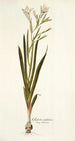 Gladiolus undulatus - Nikolaus Joseph Freiherr von Jacquin — visning af kunstværket
