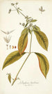 Gomphrena brasiliensis - Nikolaus Joseph Freiherr von Jacquin — visning af kunstværket