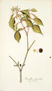 Hamellia chrysantha - Nikolaus Joseph Freiherr von Jacquin — visning af kunstværket
