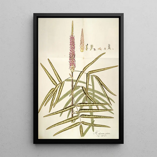 Nikolaus Joseph Freiherr von Jacquin - Hedysarum pictum.webp