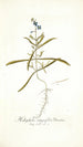 Heliophila integrifolia - Nikolaus Joseph Freiherr von Jacquin — visning af kunstværket