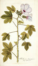Hibiscus domingensis - Nikolaus Joseph Freiherr von Jacquin — visning af kunstværket