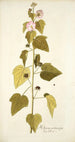 Hibiscus pentacarpos - Nikolaus Joseph Freiherr von Jacquin — visning af kunstværket