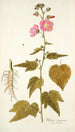 Hibiscus virginicus - Nikolaus Joseph Freiherr von Jacquin — visning af kunstværket