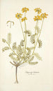 Hippocrepis balearica - Nikolaus Joseph Freiherr von Jacquin — visning af kunstværket