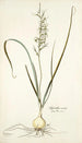 Hyacinthus viridis - Nikolaus Joseph Freiherr von Jacquin — visning af kunstværket
