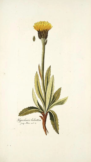 Nikolaus Joseph Freiherr von Jacquin - Hypochaeris helvetica.webp