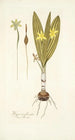 Hypoxis plicata - Nikolaus Joseph Freiherr von Jacquin — visning af kunstværket