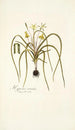 Hypoxis serrata - Nikolaus Joseph Freiherr von Jacquin — visning af kunstværket