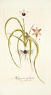 Hypoxis stellata - Nikolaus Joseph Freiherr von Jacquin — visning af kunstværket