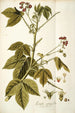Iatropha gossypifolia - Nikolaus Joseph Freiherr von Jacquin — visning af kunstværket